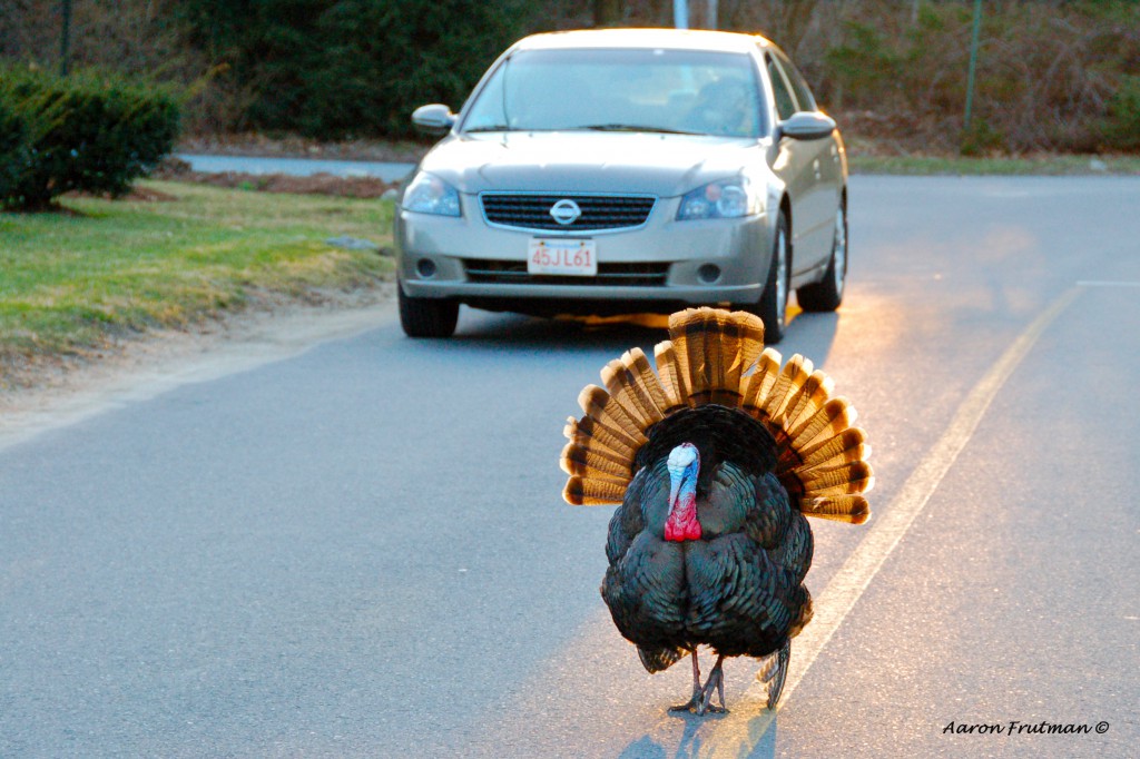 Turkey crossing the road A wild turkey roaming the streets of Concord