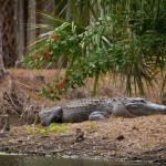 Trip wouldnt be complete without seeing a huge gator_