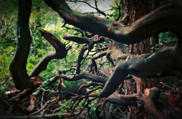 Muir Woods mess