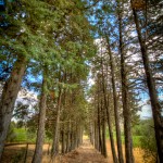 Tree path